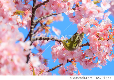 Sakura image _ Japanese white-eye and Kawazu cherry tree 65291467