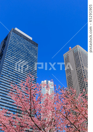 新宿_櫻花和摩天大樓的絕妙景色 新宿_櫻花和摩天大樓的絕妙景色 65291905