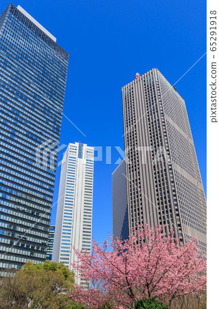 Shinjuku _ cherry blossom and skyscrapers superb view 65291918
