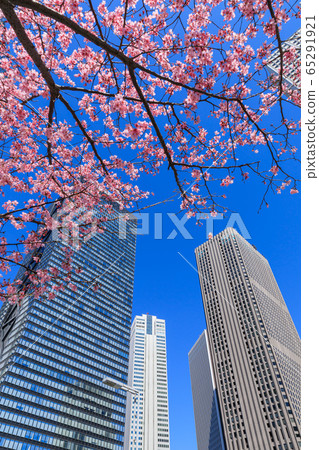 Shinjuku _ cherry blossom and skyscrapers superb view 65291921