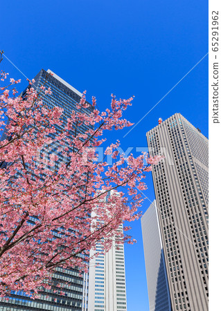 新宿_櫻花和摩天大樓的絕妙景色 65291962