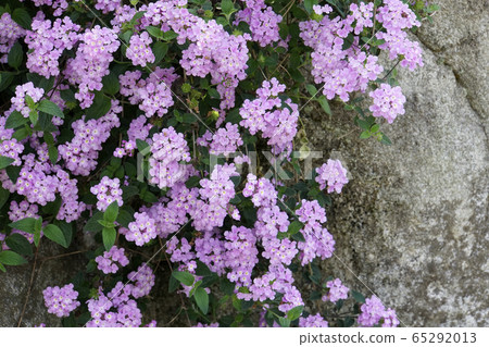 Flower of Kobanorantana 65292013