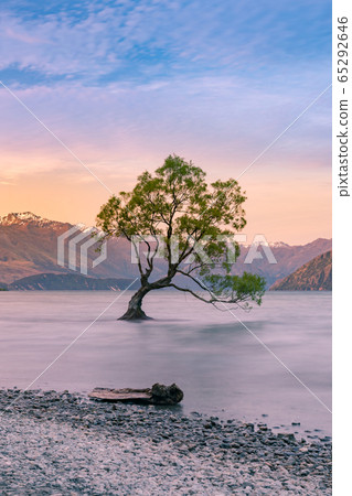 Twilight at Queentown alone tree Wanaka lake 65292646