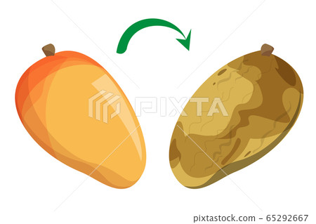 Fresh delicious mango becoming rotten vector 65292667