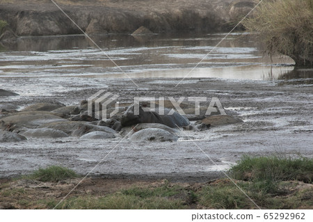 The back of a large herd of hippos seen in the Serengeti River, Tanzania The back of a large herd of hippos seen in the Serengeti River, Tanzania 65292962