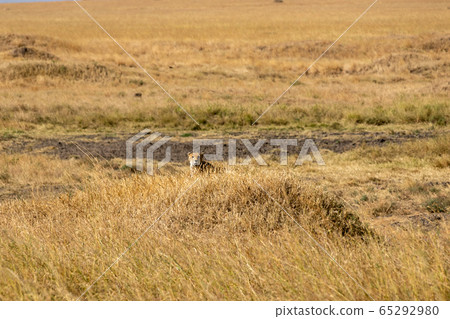 Cheetah assimilated with the grassland seen in Serengeti, Tanzania Cheetah assimilated with the grassland seen in Serengeti, Tanzania 65292980