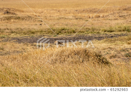 Cheetah assimilated with the grassland seen in Serengeti, Tanzania Cheetah assimilated with the grassland seen in Serengeti, Tanzania 65292983