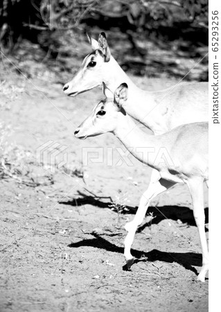 wild impala in the winter bush 65293256