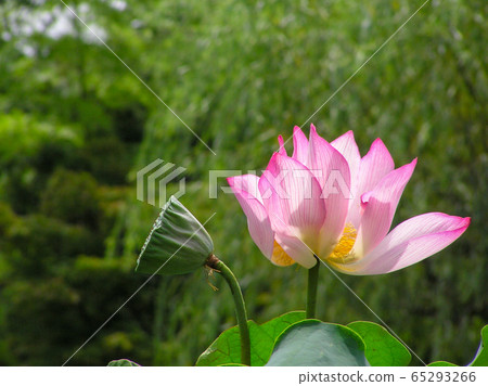 Lotus flower Lotus flower 65293266