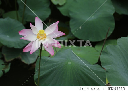 amazing tourist destination amazing tourist destination 65293313