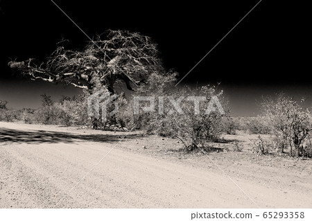 in south africa   street and baobab 65293358