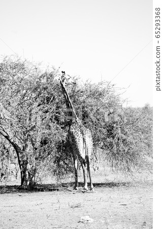 in south africa    wildlife   reserve and       65293368