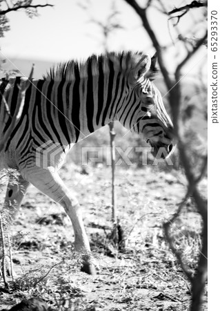 in south africa     wildlife  nature  reserve and  65293370