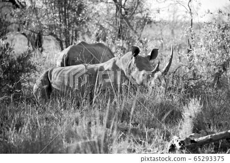 in south africa     wildlife     reserve and   65293375