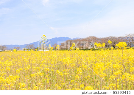 Fujiwara shrine ruins: cherry blossoms and rape blossoms Fujiwara shrine ruins: cherry blossoms and rape blossoms 65293415