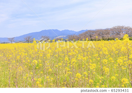 Fujiwara shrine ruins: cherry blossoms and rape blossoms Fujiwara shrine ruins: cherry blossoms and rape blossoms 65293431