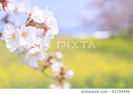 Fujiwara shrine ruins: cherry blossoms and rape blossoms 65293446