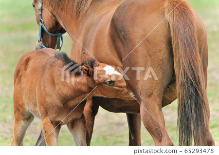 Thoroughbred parent and child Thoroughbred parent and child 65293478