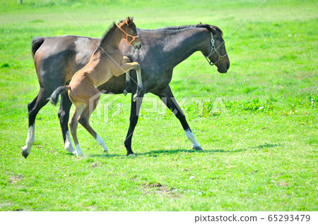 Thoroughbred parent and child Thoroughbred parent and child 65293479