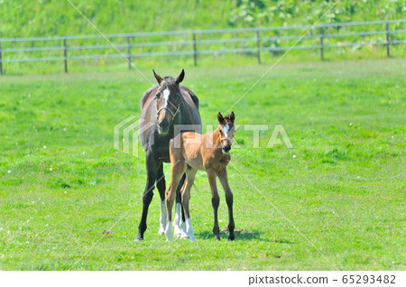 Thoroughbred parent and child Thoroughbred parent and child 65293482