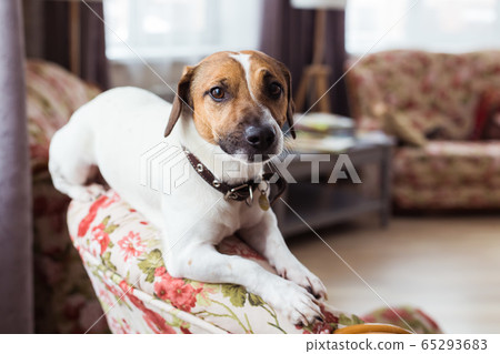 Jack Russell Terrier lying at home. Pet and household concept. Jack Russell Terrier lying at home. Pet and household concept. 65293683