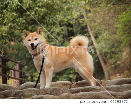 柴犬微笑著站著 65293872