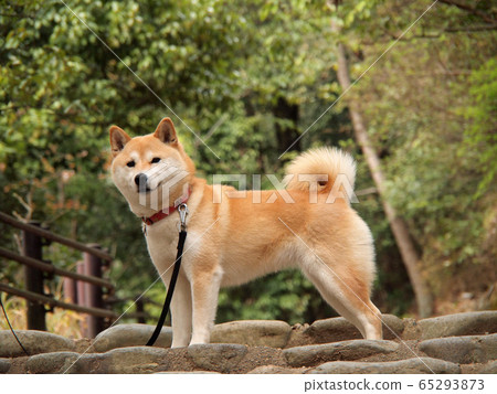 Shiba Inu站立 65293873