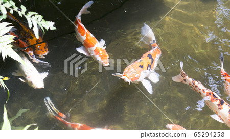 Colorful fancy carp fish or koi fish in ponds Colorful fancy carp fish or koi fish in ponds 65294258