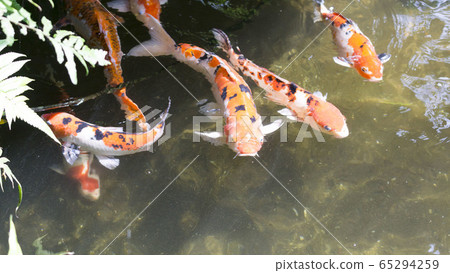 Colorful fancy carp fish or koi fish in ponds Colorful fancy carp fish or koi fish in ponds 65294259