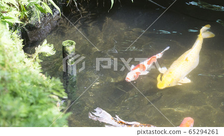 Colorful fancy carp fish or koi fish in ponds Colorful fancy carp fish or koi fish in ponds 65294261