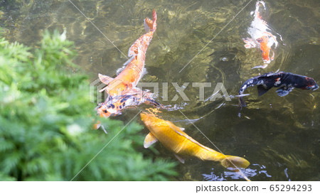 Colorful fancy carp fish or koi fish in ponds 65294293