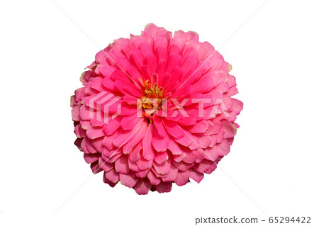 Blooming pink zinnia flower isolated on white background. Blooming pink zinnia flower isolated on white background. 65294422