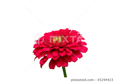 Blooming red zinnia flower isolated on white background.  65294423