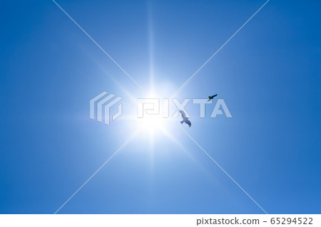 Shining sun and two dragonflies 65294522