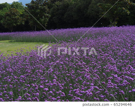 Purple flower garden Purple flower garden 65294646