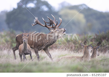 Red deer stag calling near hinds during rutting season in autumn Red deer stag calling near hinds during rutting season in autumn 65295107