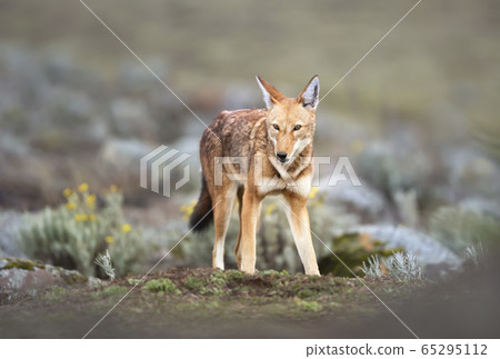 Ethiopian wolf in the highlands of Bale mountains, Ethiopia 65295112