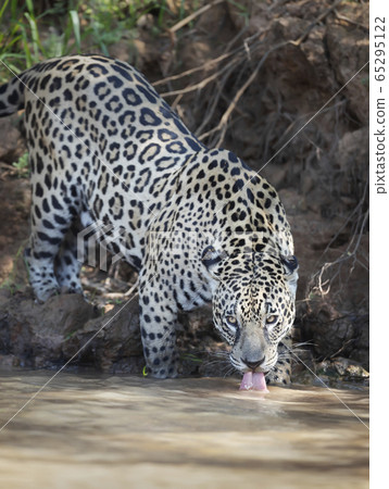 Close up of a Jaguar drinking water from the river Close up of a Jaguar drinking water from the river 65295122