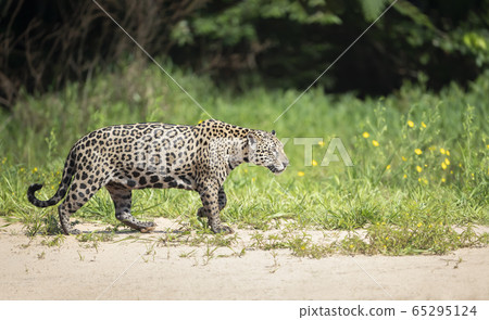 Jaguar on a river bank in natural habitat 65295124