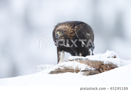 Close up of a Golden Eagle in winter Close up of a Golden Eagle in winter 65295189