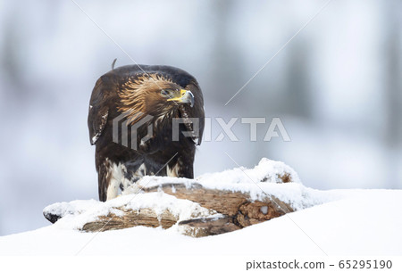 Close up of a Golden Eagle in winter Close up of a Golden Eagle in winter 65295190