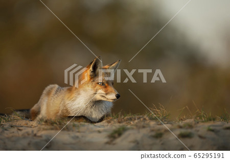 Red Fox lying on sand at sunset 65295191