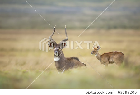 Mountain Nyala with a calf standing in the grass Mountain Nyala with a calf standing in the grass 65295209