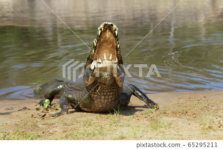Yacare caiman with open mouth on a river bank Yacare caiman with open mouth on a river bank 65295211