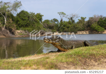 Close up of a Yacare caiman lying on a river bank Close up of a Yacare caiman lying on a river bank 65295217