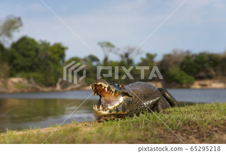 Yacare caiman with open mouth on a river bank Yacare caiman with open mouth on a river bank 65295218