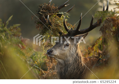 Close-up of a red deer stag with grass on antlers 65295224