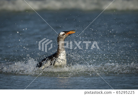 Gentoo penguin diving in the Atlantic ocean 65295225