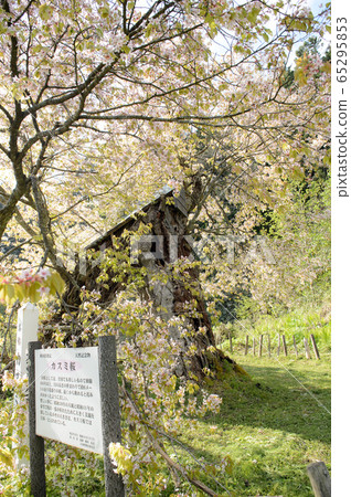 Kasumi Sakura, Yurihonjo City, Akita Prefecture 65295853