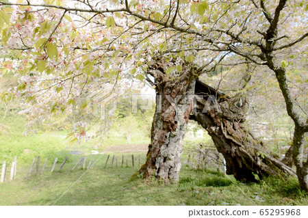 Kasumi Sakura, Yurihonjo City, Akita Prefecture 65295968